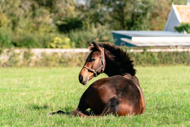 250922_AceStud_Foals_DSC05443