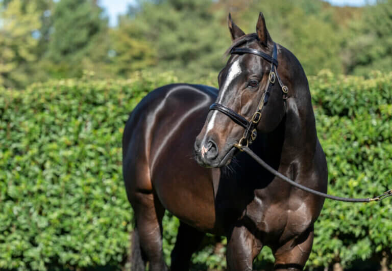 Soldiers-Call-Classic-Head-Shot-KEEP-1024x709