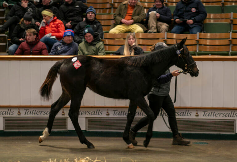 Lot 372 TDF 1273©Tattersalls