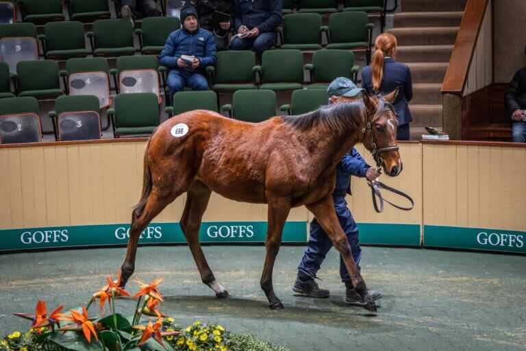 SW_Goffs November Sale 2025 - Day 3-92 (Lot 698 Shaquille x Quixotic)