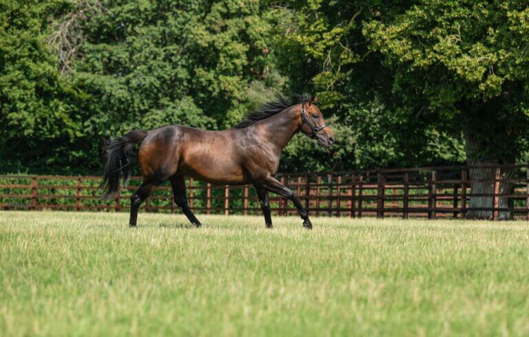 Shaquille Paddock New-4