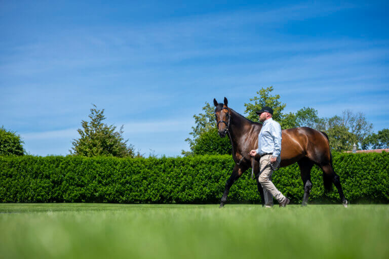 All eyes are on Tattersalls Book 1 with more Shaquille yearlings ready to go